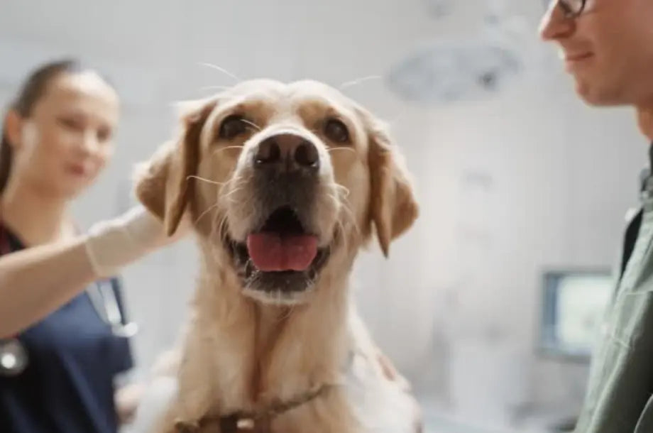 Setting-Up-a-Veterinary-Office-Essential-Equipment-and-Supplies MFI Medical