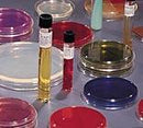 PLATE AGAR GRP A STREP W/5PCTSHEEP BLOOD 100/PK