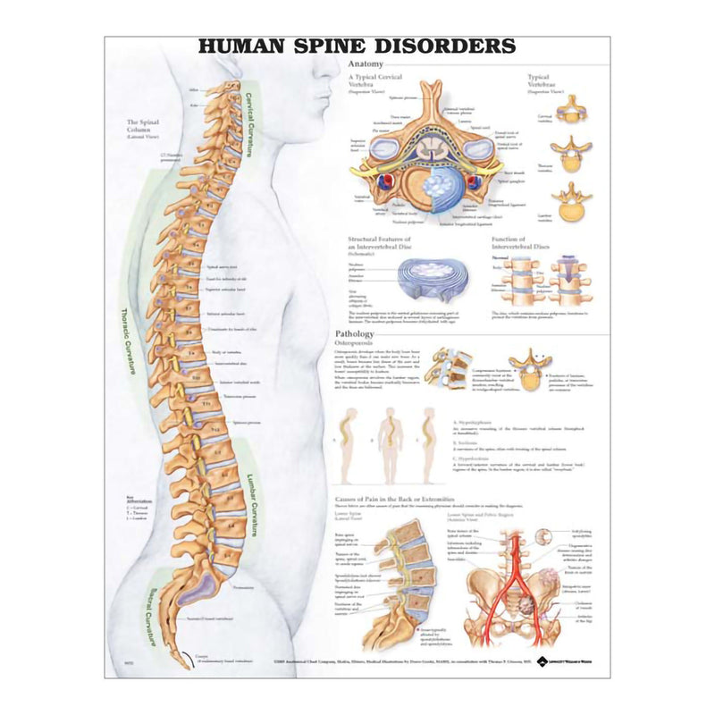 Anatomical Chart Company Anatomical Chart (Each)