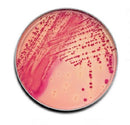 PLATE MEDIA MACCONKEY II AGAR100/PK (SHORT DATED)
