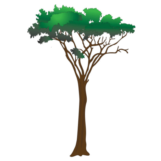Clinton Acacia Tree Wall Sticker