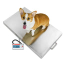 Detecto VET550 Medium-to-Large Size Animal Veterinary Scale with Corgi