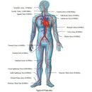 Edan SonoTrax Vascular Doppler probe sites